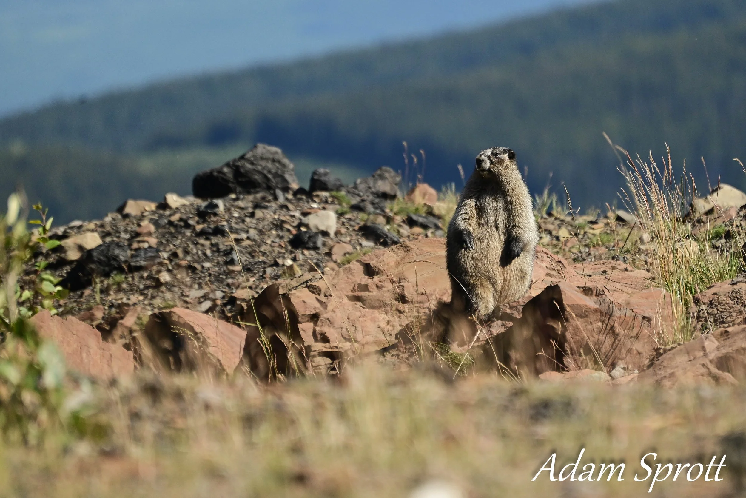 DSC_3562.jpg