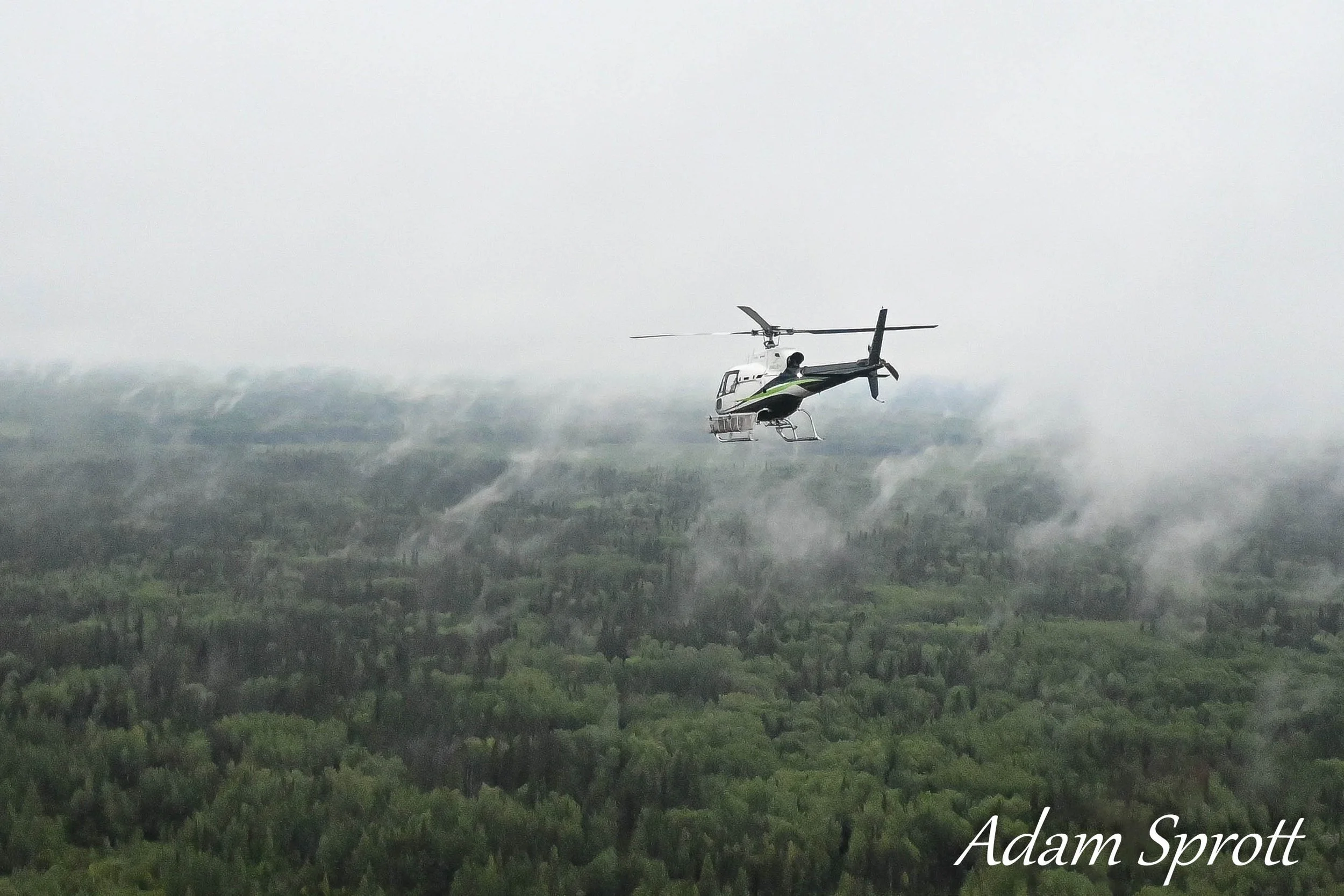 DSC_7985.jpg