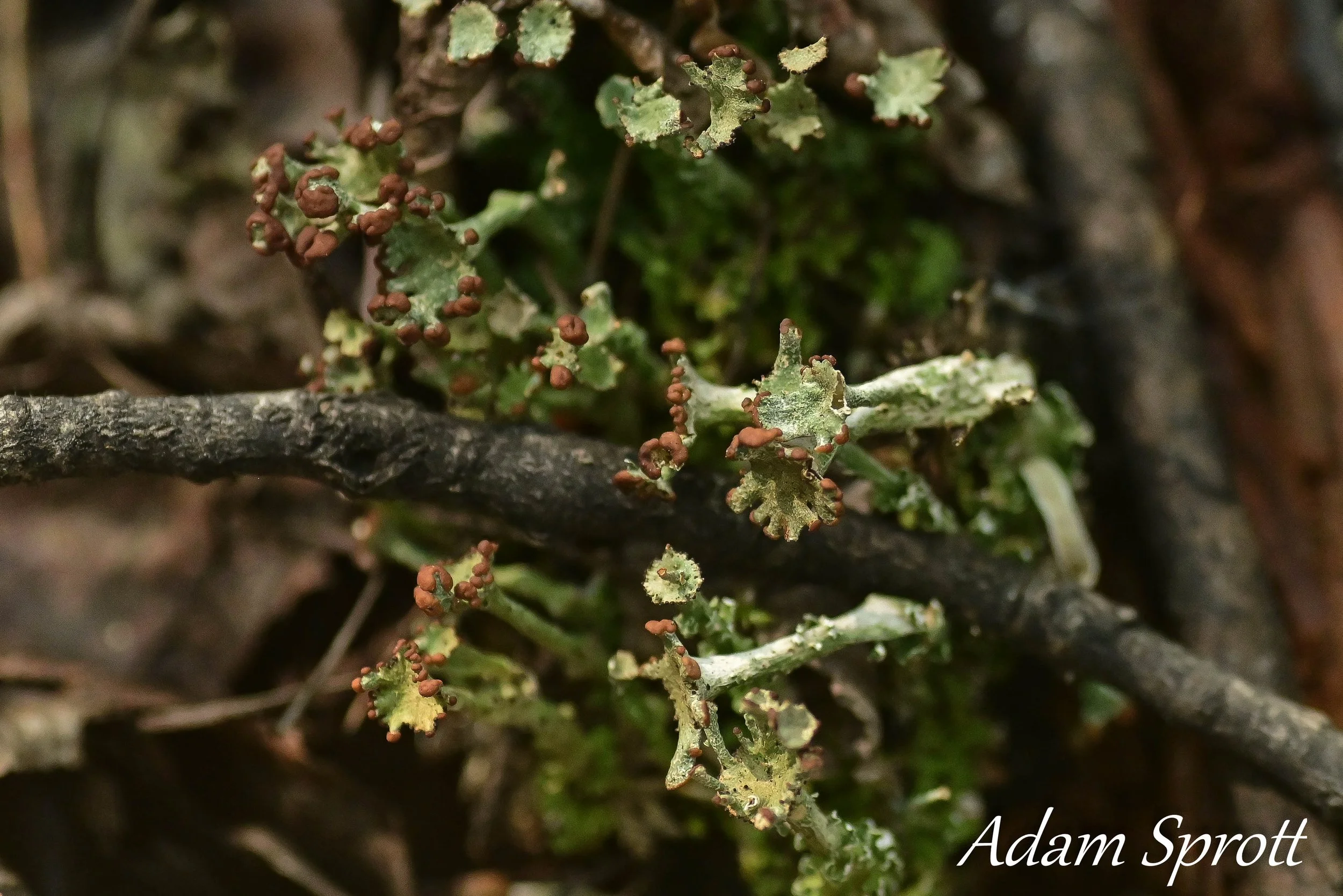 DSC_8690.jpg