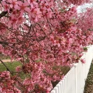 flowers.jpg