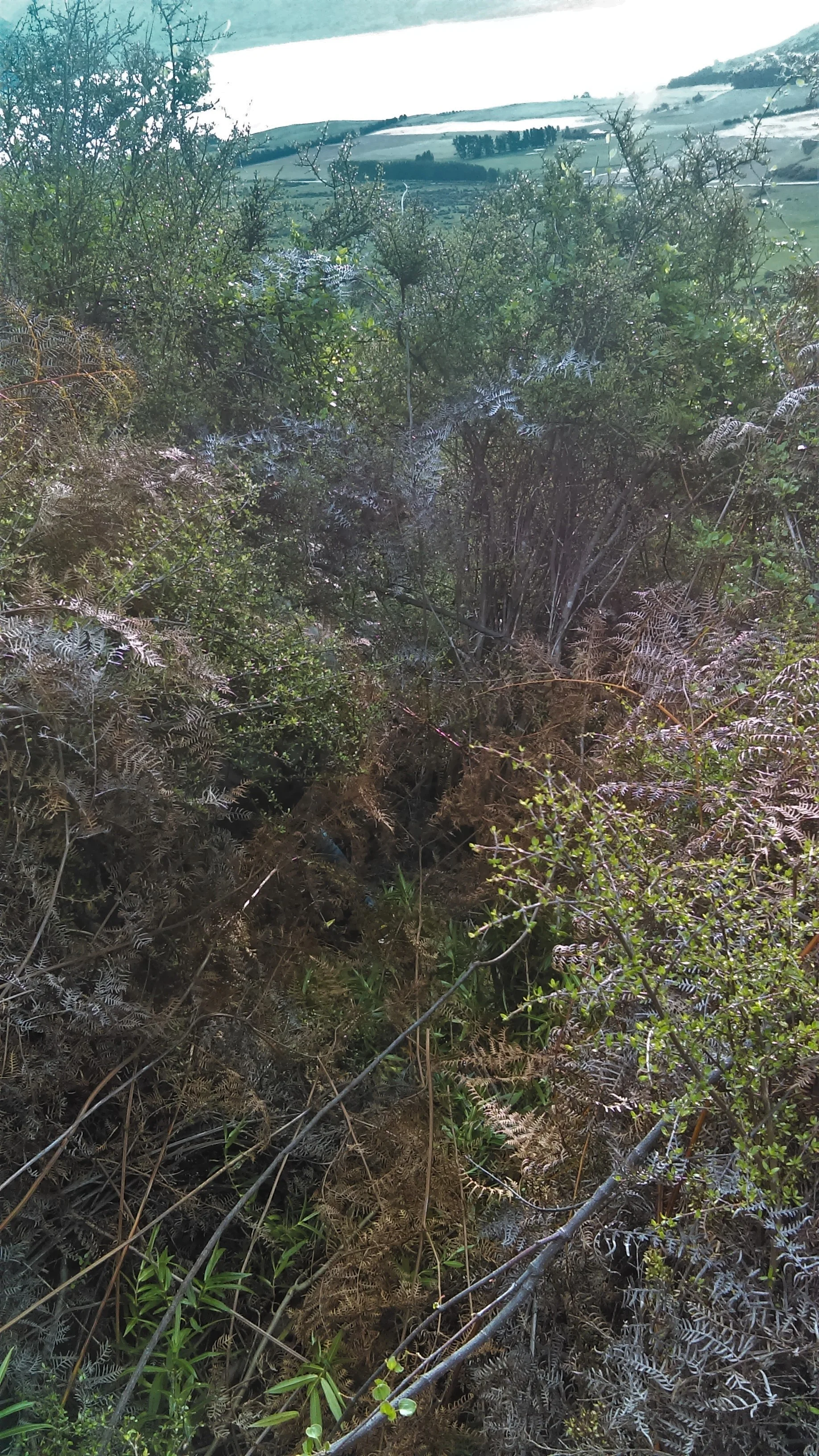 Fighting through thick bush on the approach. Can you spot James?