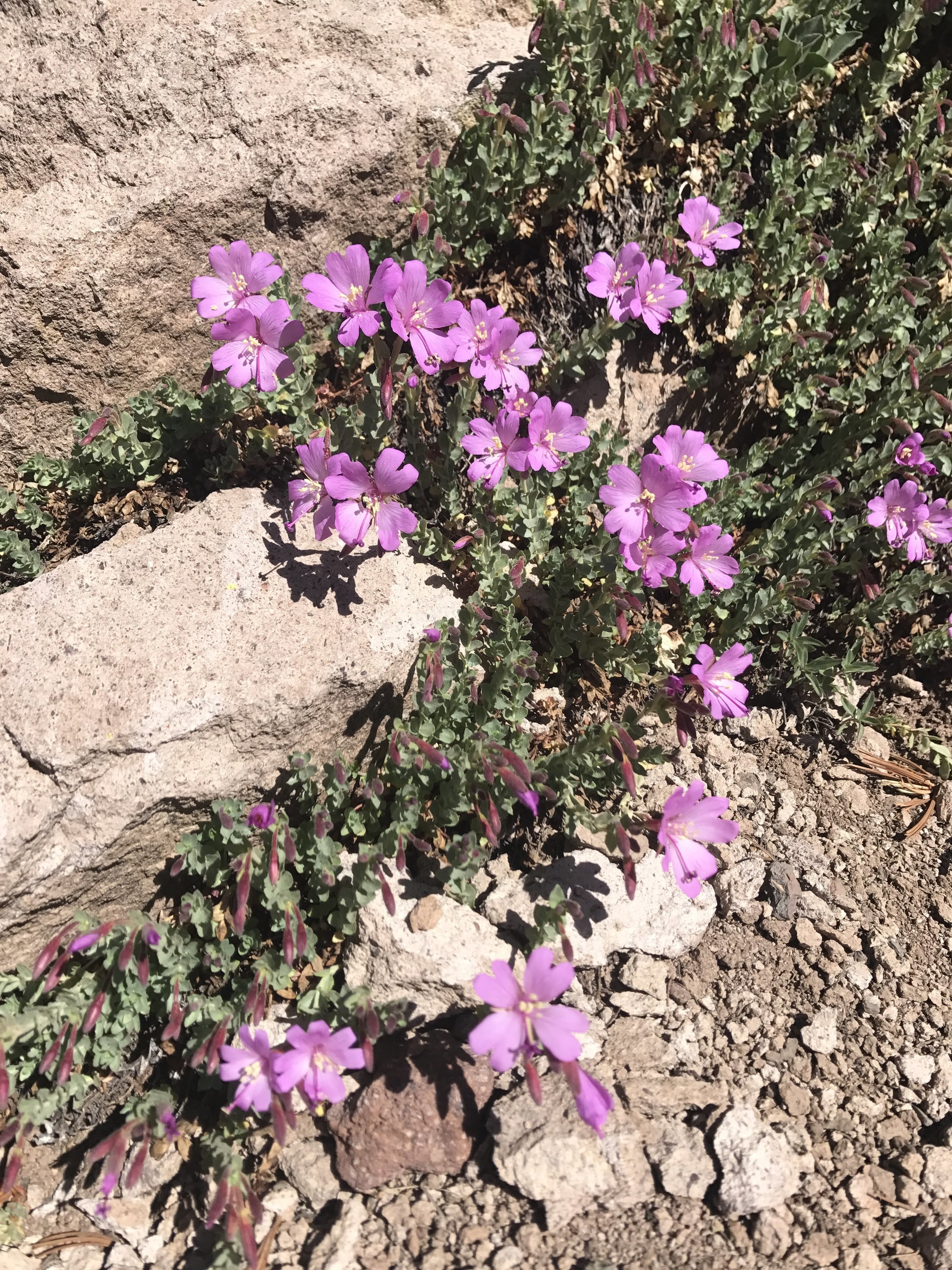 Beautiful pink wildflowers