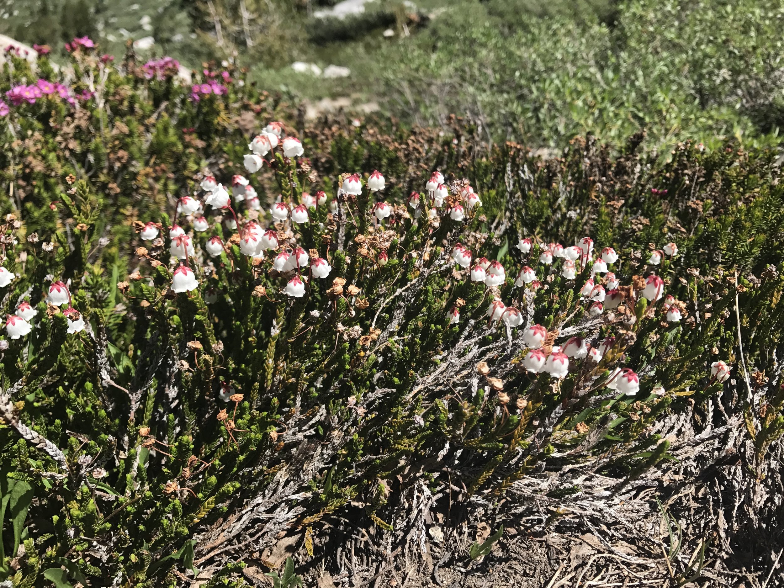 Tiny blossoms