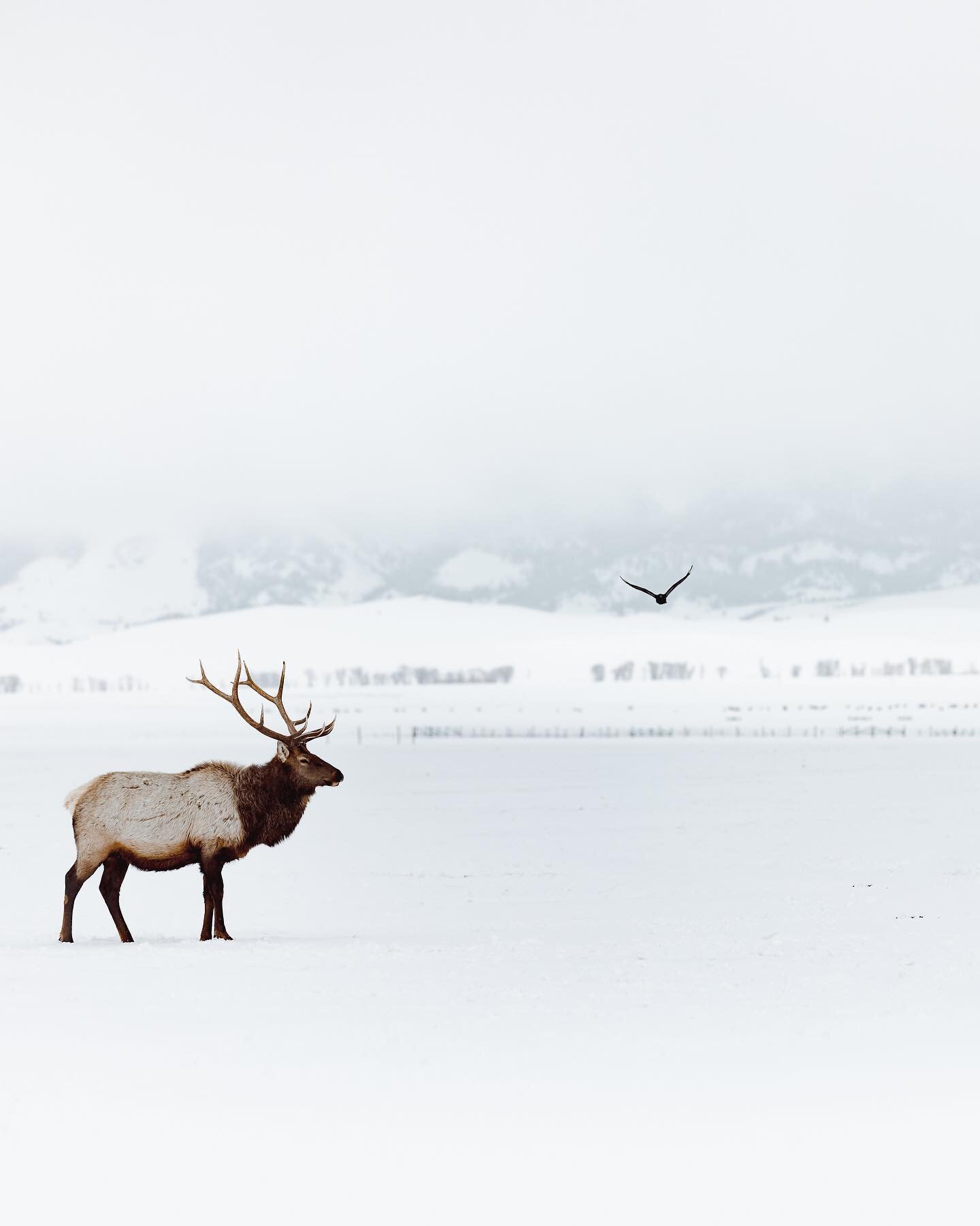 The elk are the most abundant large herbivores in the Yellowstone ecosystem. There are thousands and thousands of them. They migrate in and out.

#elk #elkseason #migration