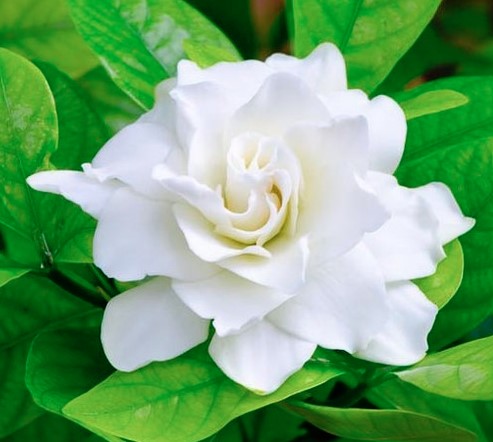gardenia.jpg