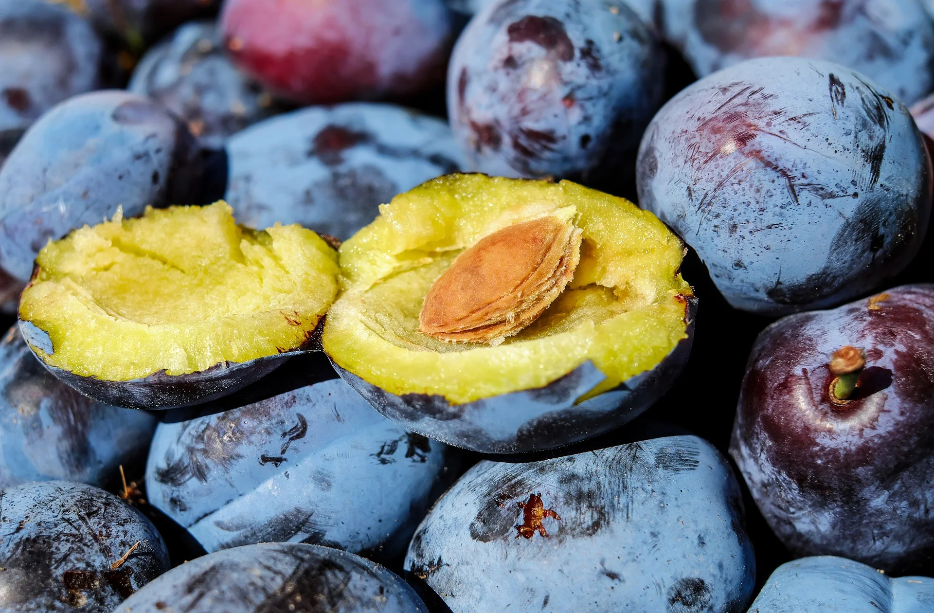 plum-1690579_1920.jpg
