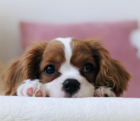 Seniors and Pet Therapy: