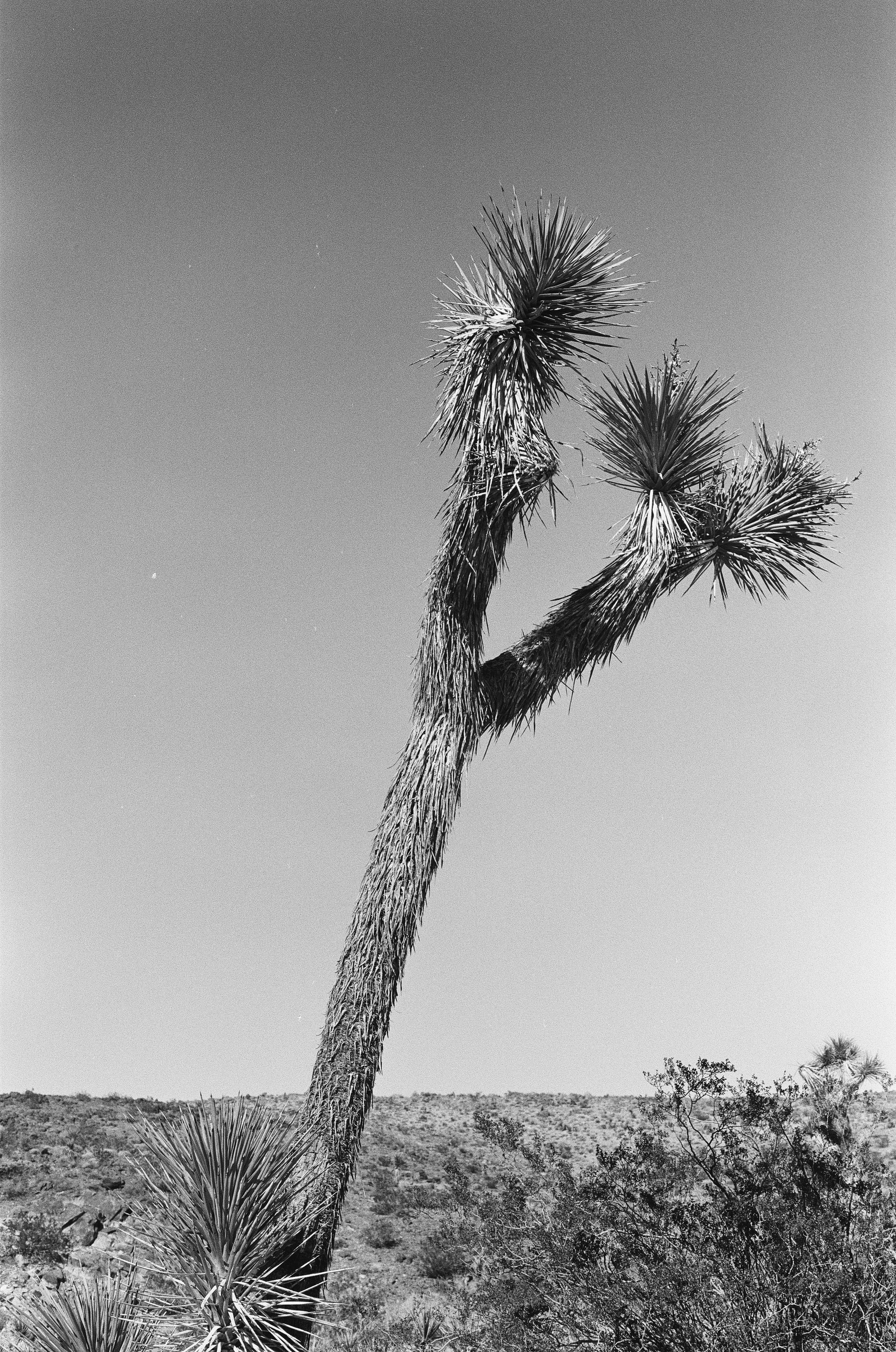 Scan169874.jpeg