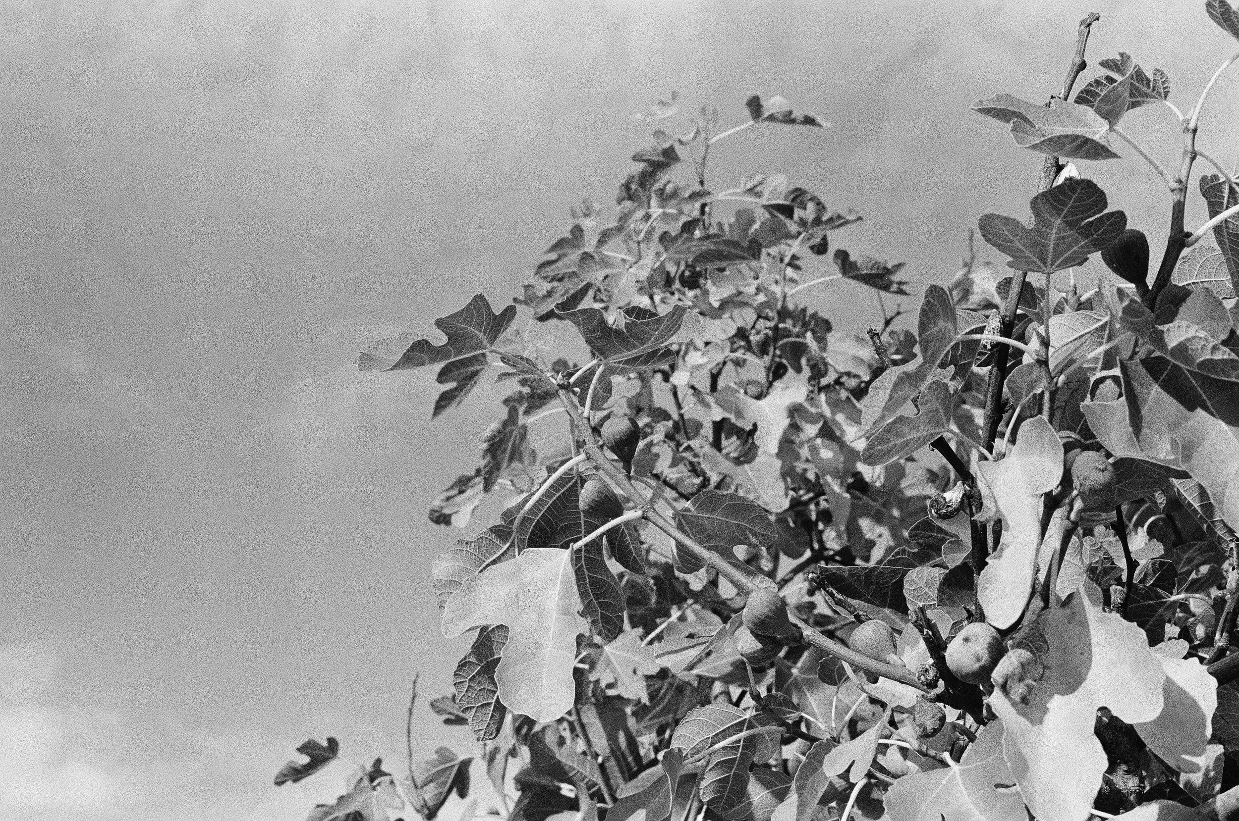 Scan106590.jpeg