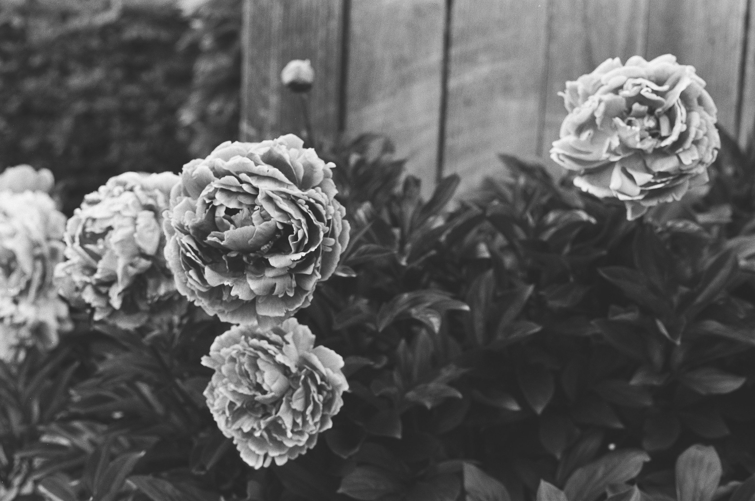 Scan216957.jpeg