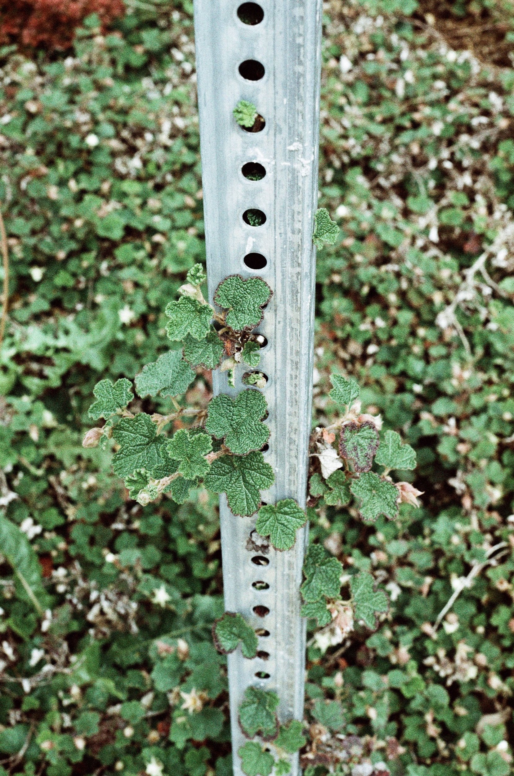 Scan216983.jpeg