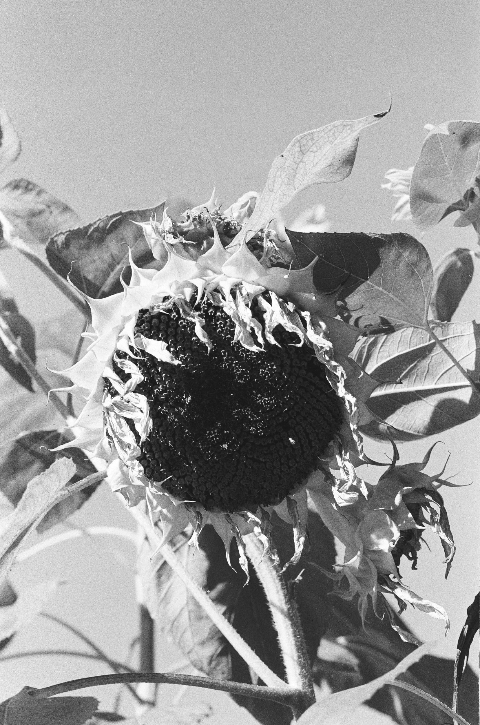IMG_8172.jpeg