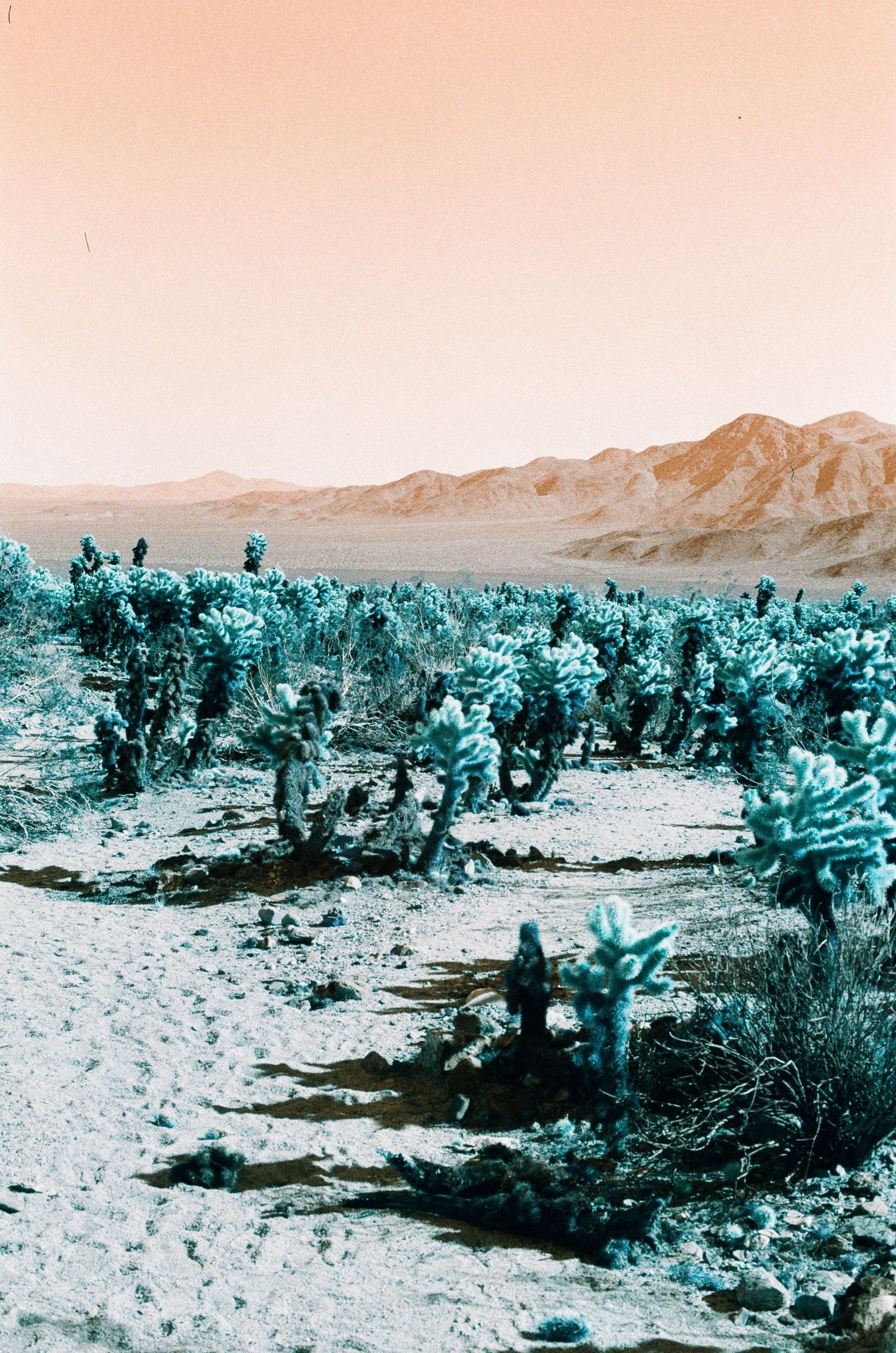 Scan2372.jpeg