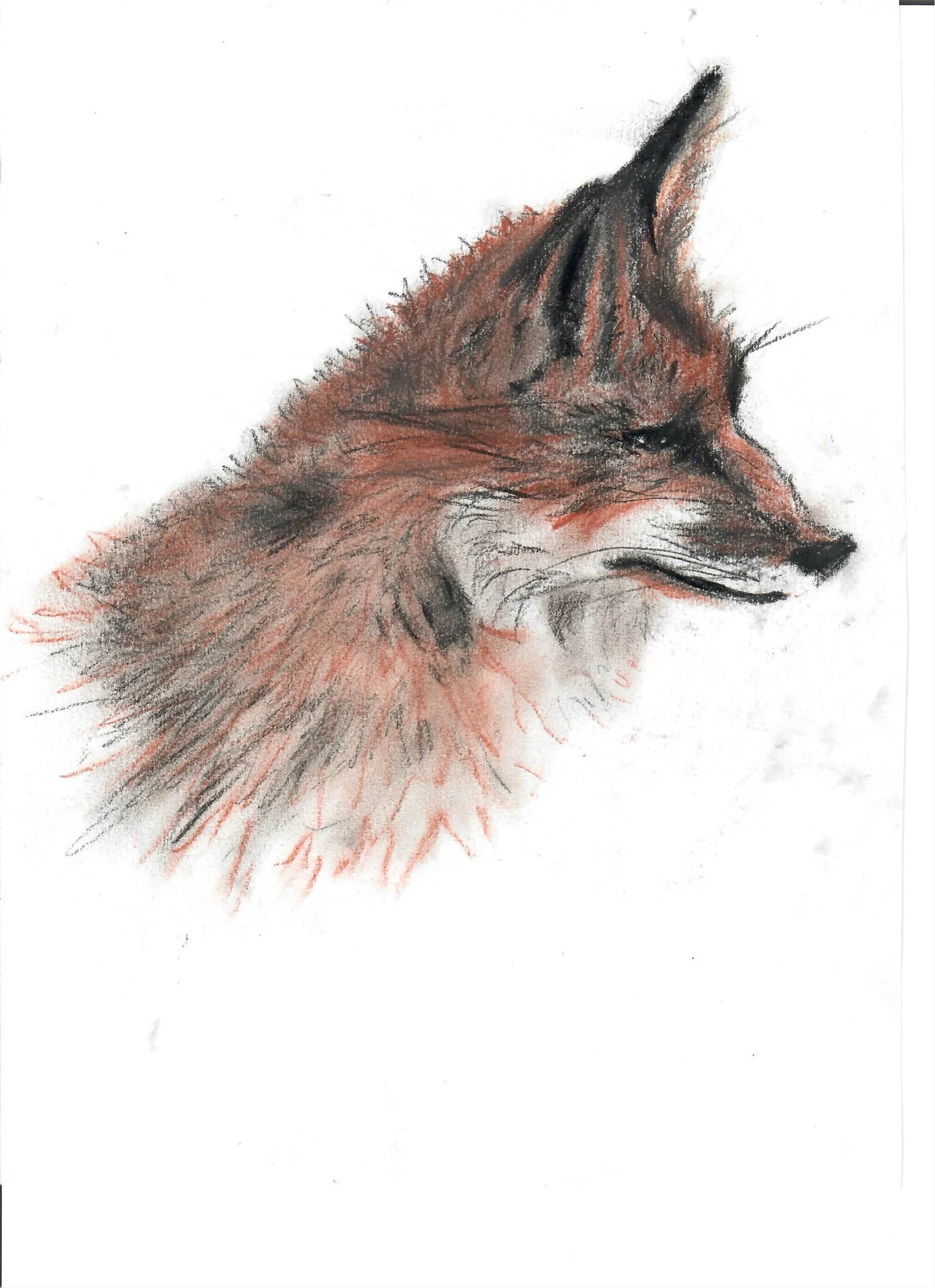 Fox 