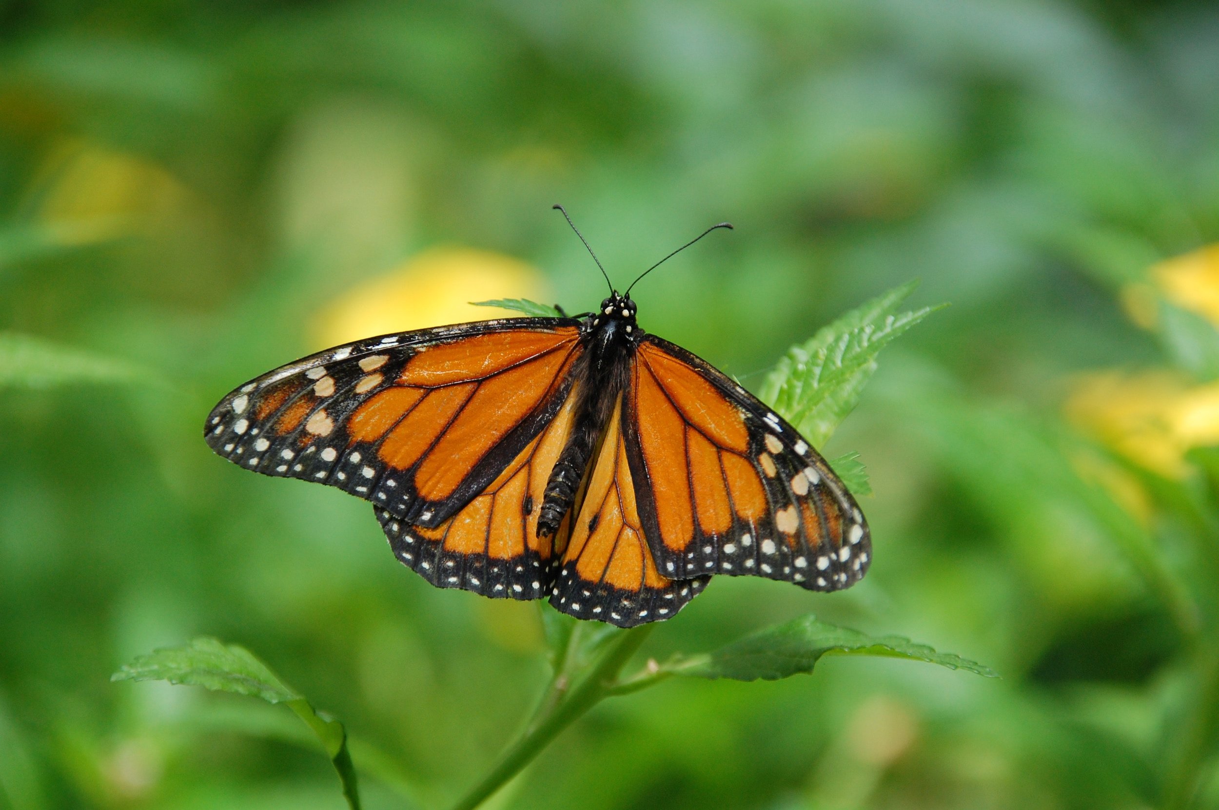 bug-butterfly-insect-67544.jpg