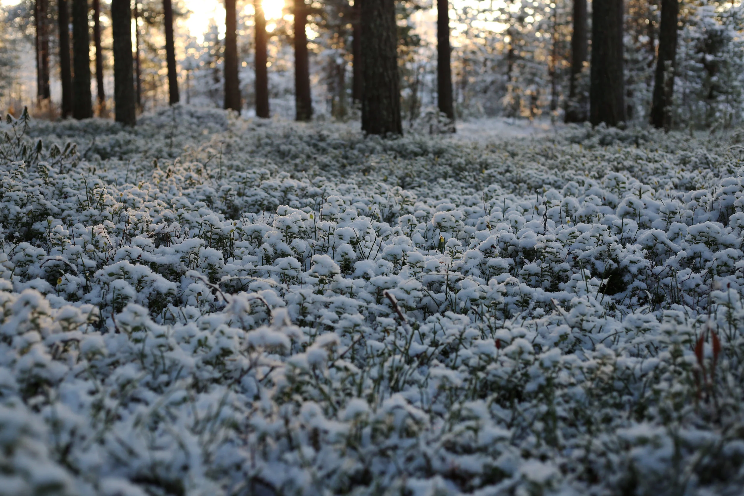 FirstSnow1.jpg