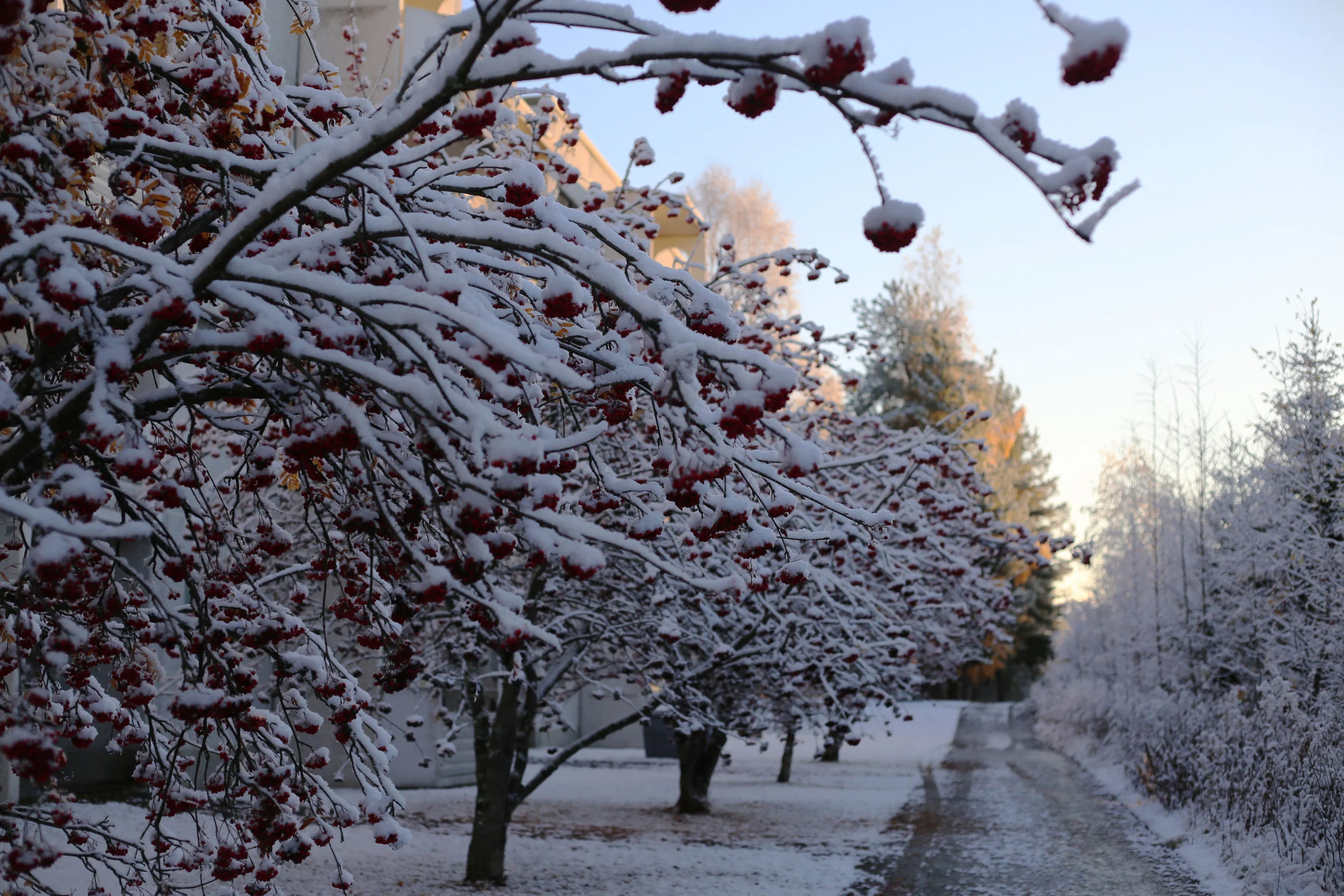 FirstSnow2.jpg