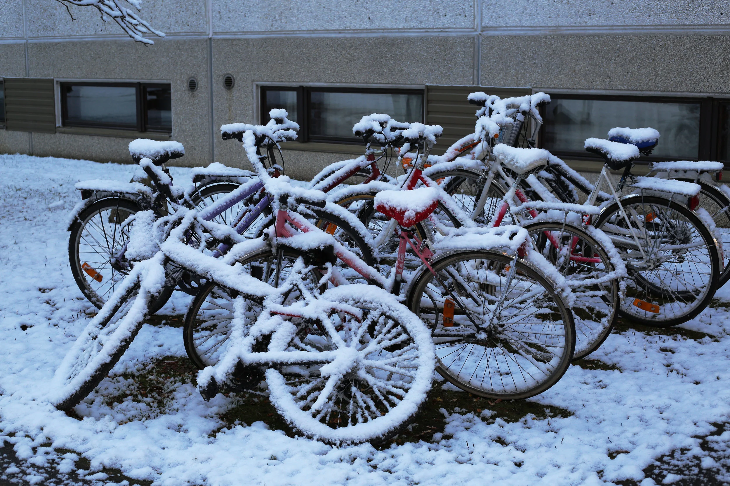 FirstSnow3.jpg