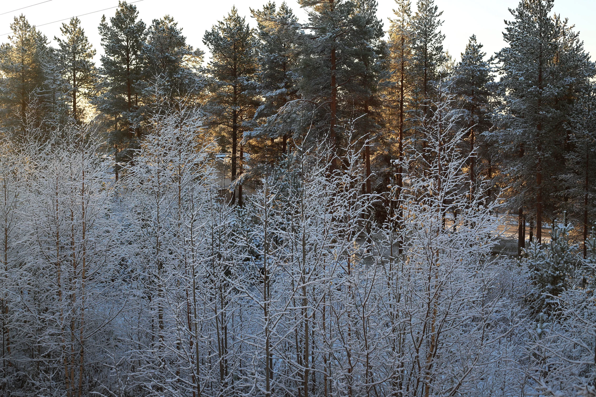 FirstSnow4.jpg