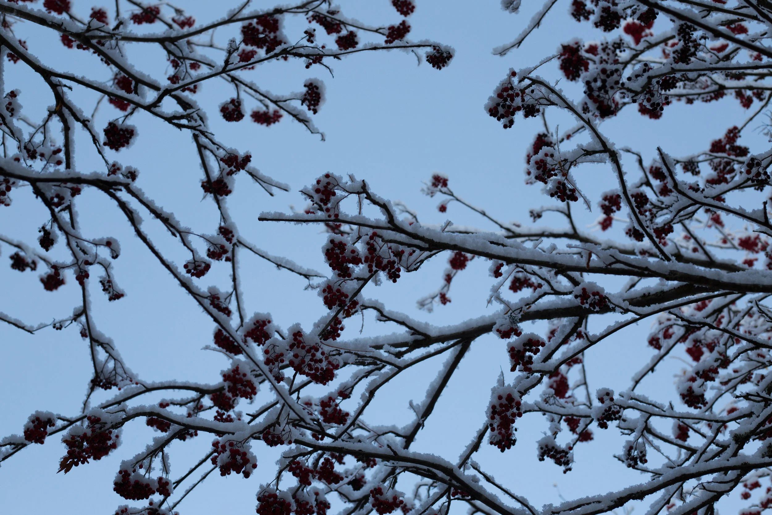 FirstSnow (9 of 63).jpg