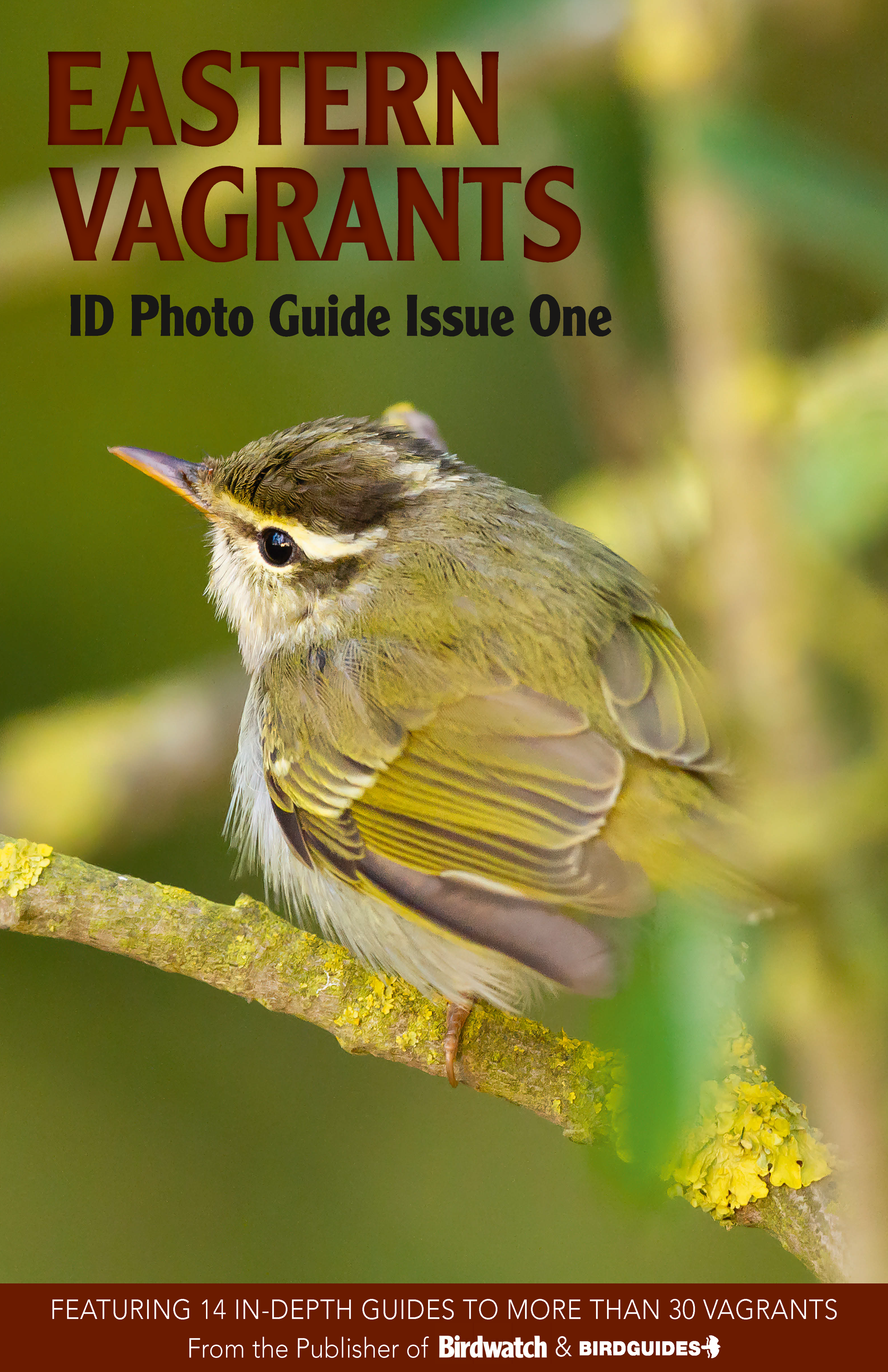 EasternVagrants_BirdIDGuides 1.png