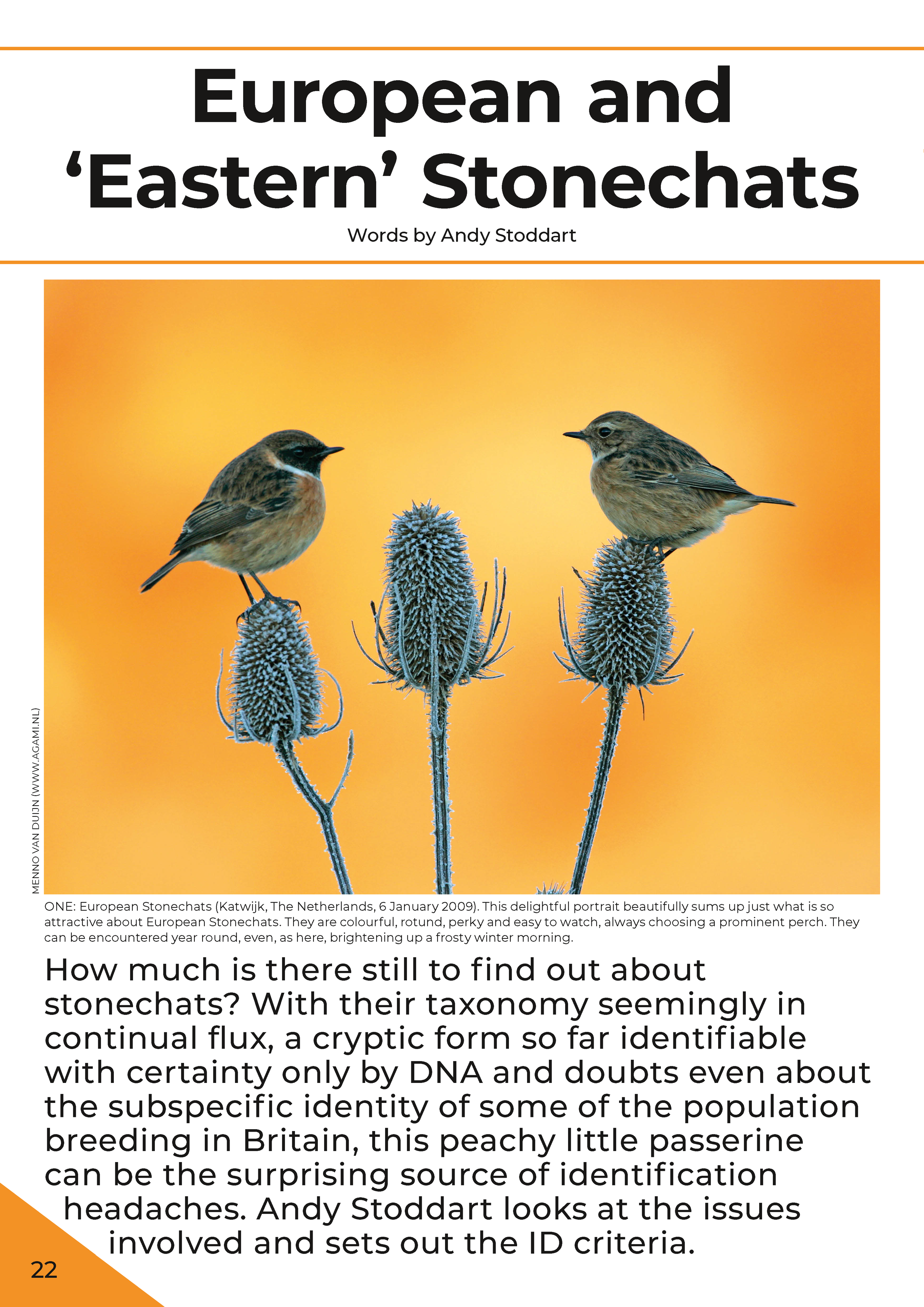 EasternVagrants_BirdIDGuides 22.png