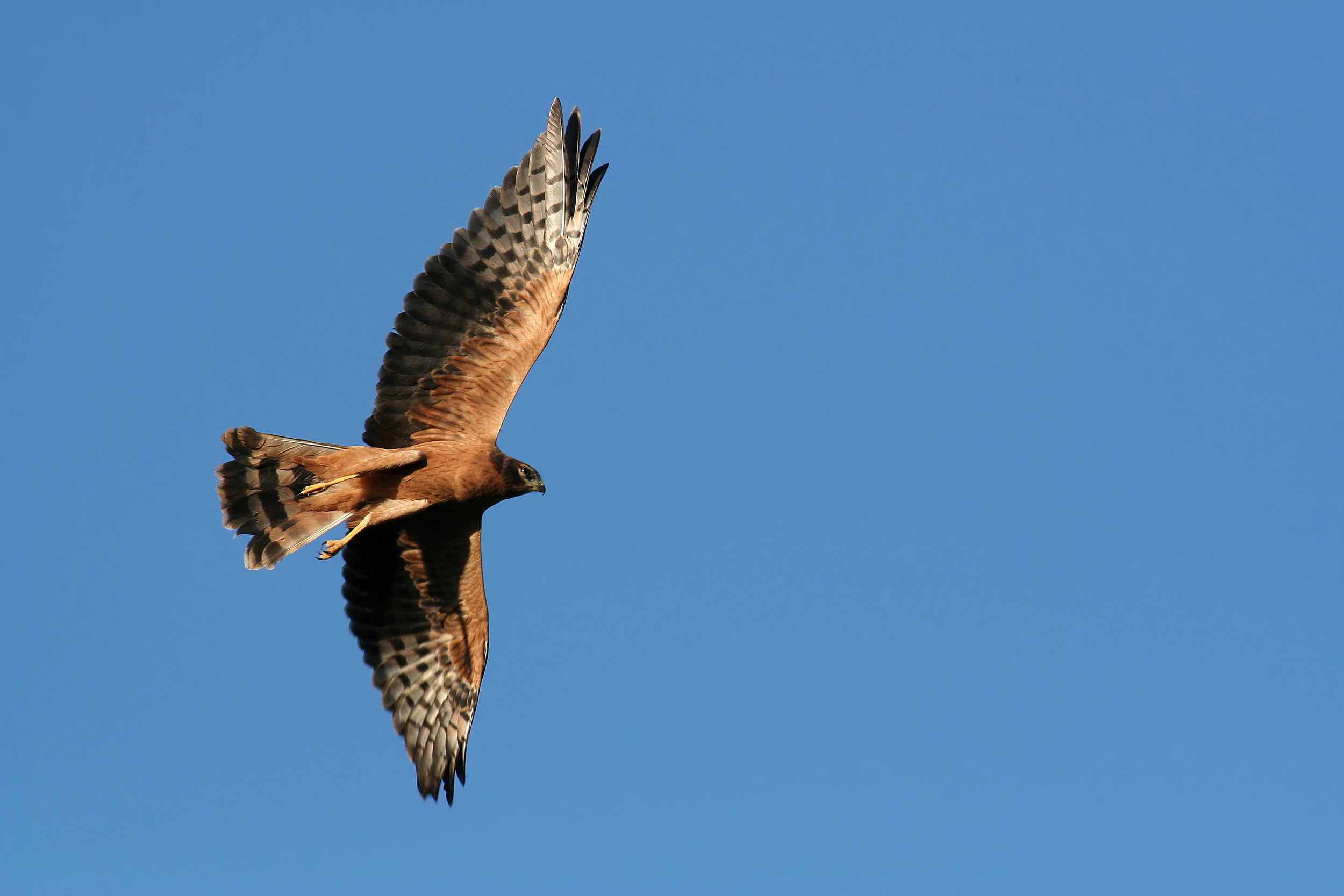 Juvenil de Tartaranhão-caçador (Circus pygargus)