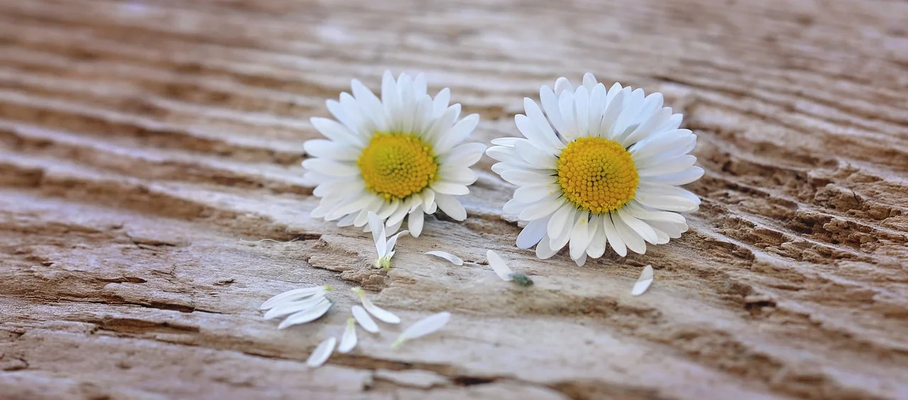 flowers-daisy-white-yellow-wood.jpg