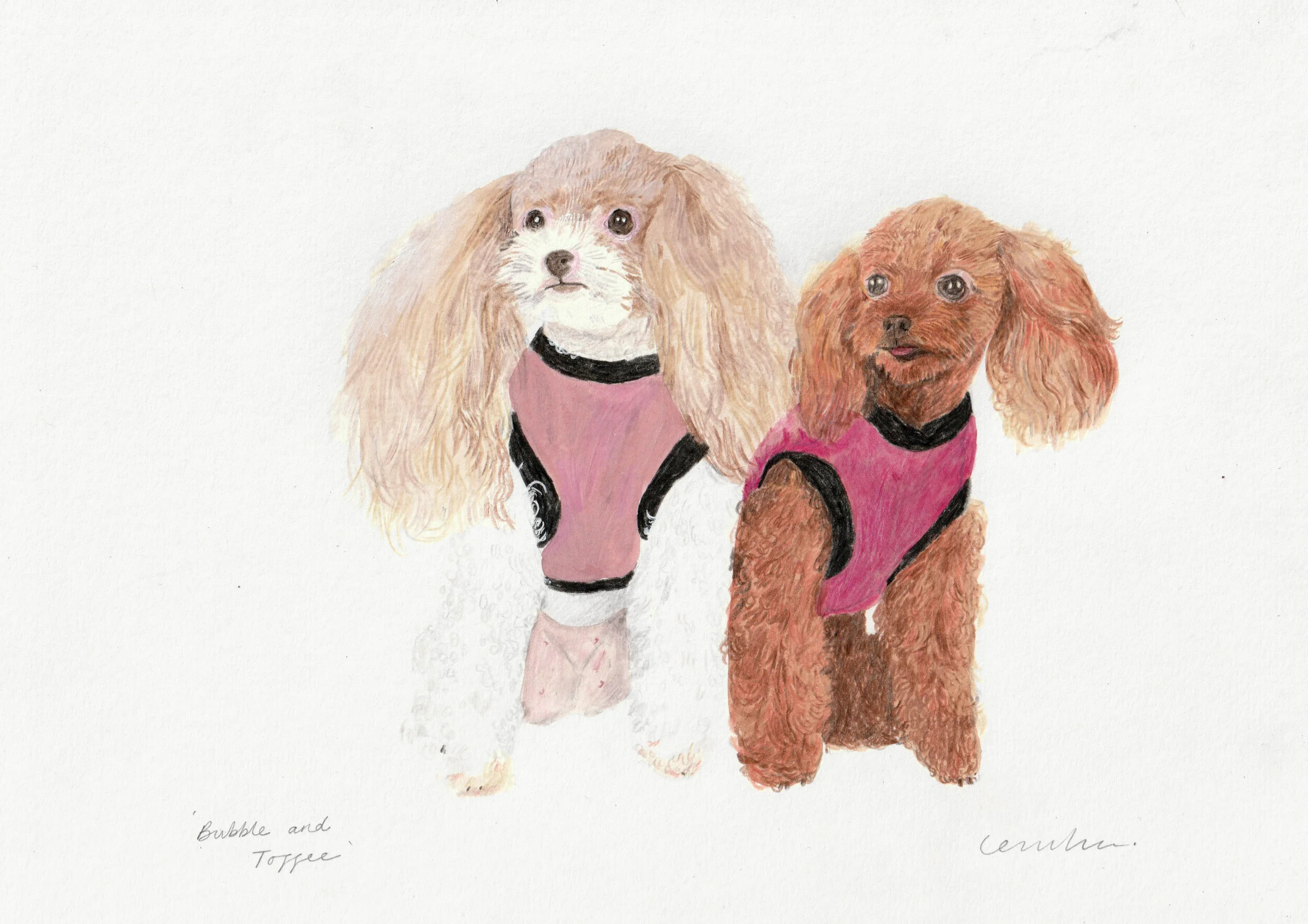 Bubble and Toffee