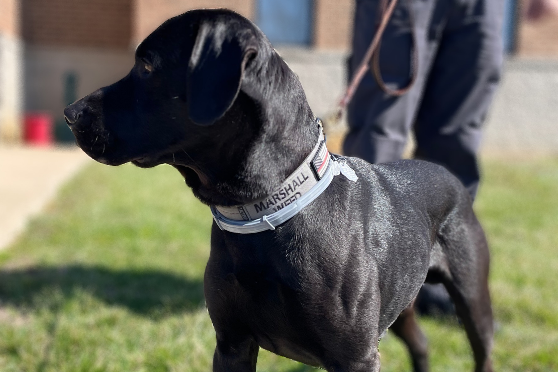 With a new Paw-tner, the Wake Forest Fire Department is in a Class of its Own