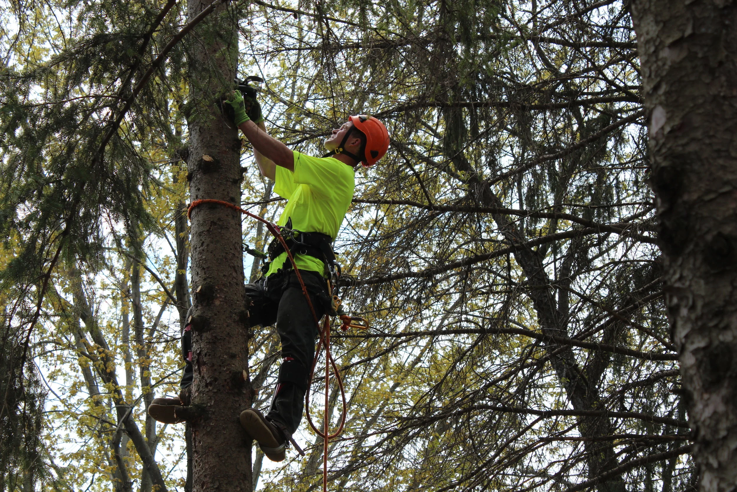 minneapolis-tree-trimming-and-thinning.jpg