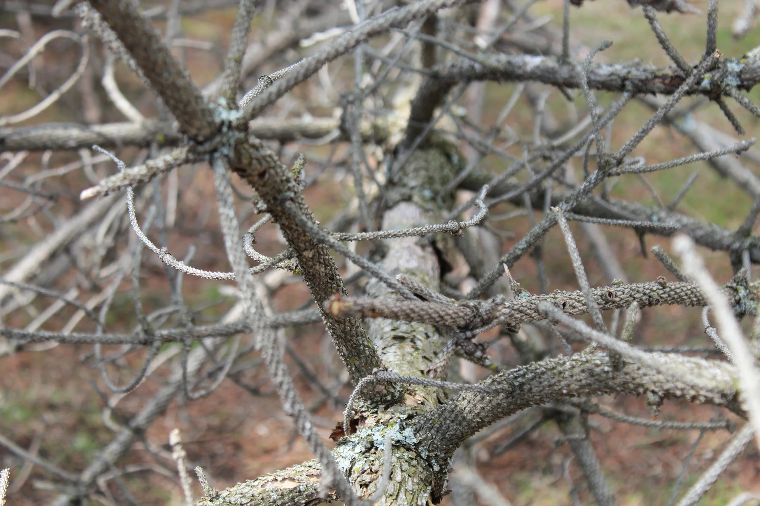 minneapolis-diseased-tree-removal.jpg