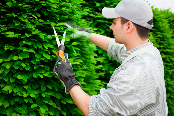 shrub-pruning-bush-pruning-services-snohomish-county.jpg