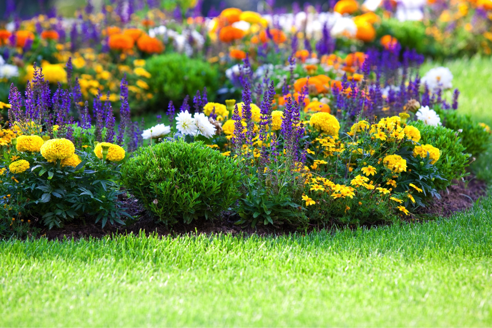 flowering-bed-3.png