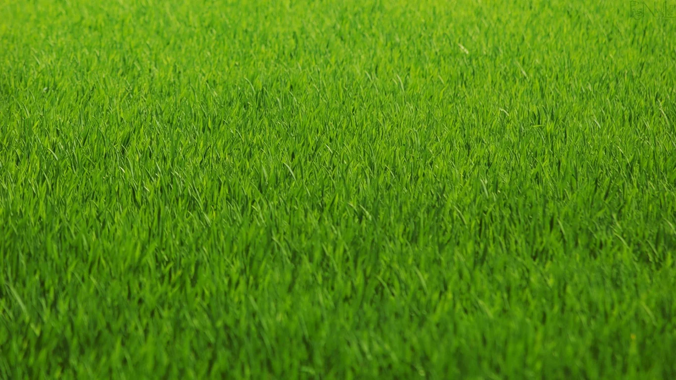 hd-grass-wallpaper-5.jpg