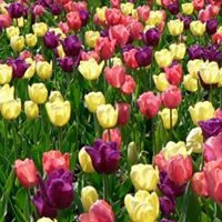 tulips.jpg