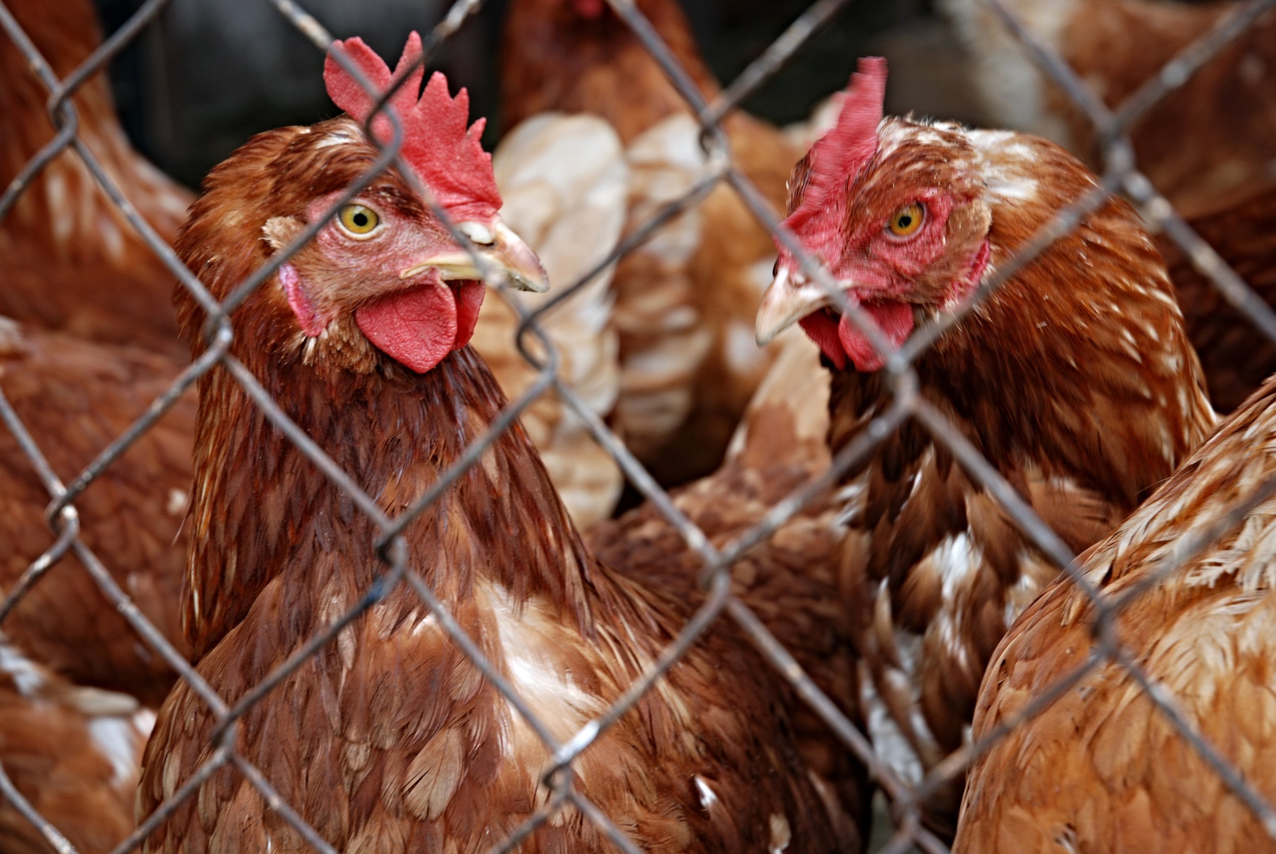 hen-111208.jpg
