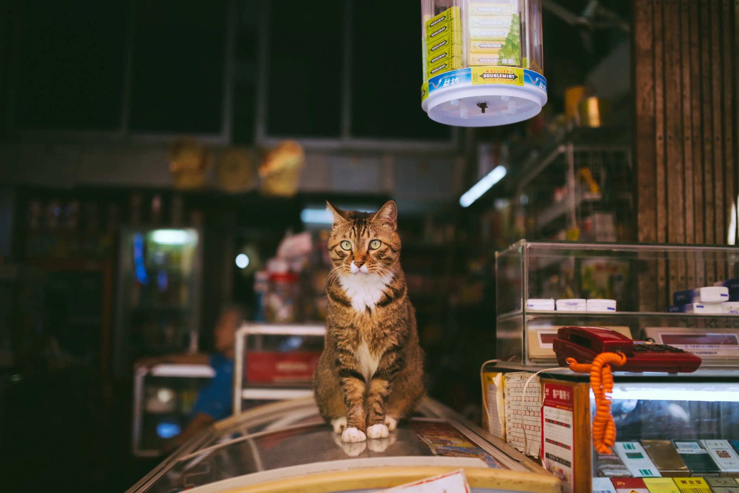 cat-cute-daylight-167773.jpg