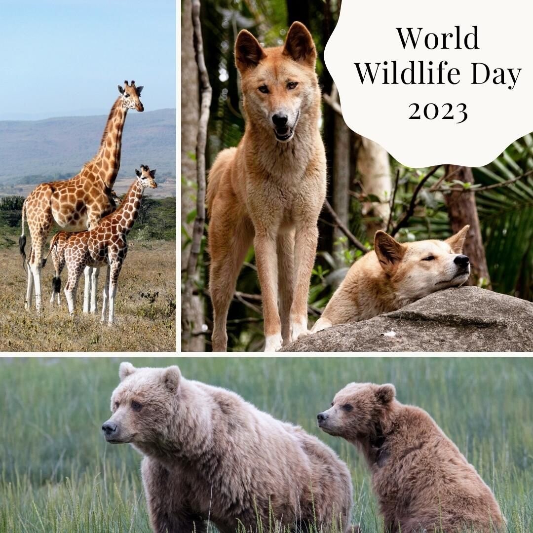 World Wildlife Day's 2023 theme is 'Partnerships for Wildlife Conservation'. 

Taking care of animals and the world around us is a group effort, so make sure to spend today considering what ways you can support wildlife around the world. 

In our Cen