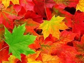 Fall Clean-up