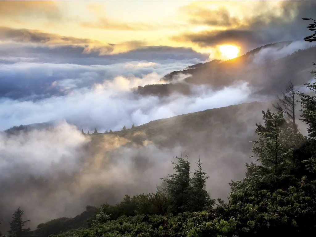 My Shepherd: He is Enough