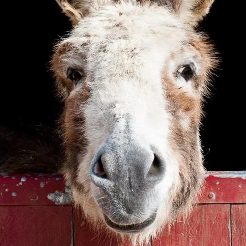 Donkumentaries: Two Hot Docs that are outstanding in their Field