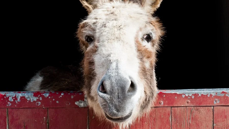 Do_Donkeys_act_1.jpg