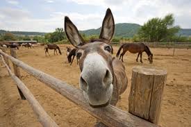 Willem Dafoe is this guy's spokes-donkey