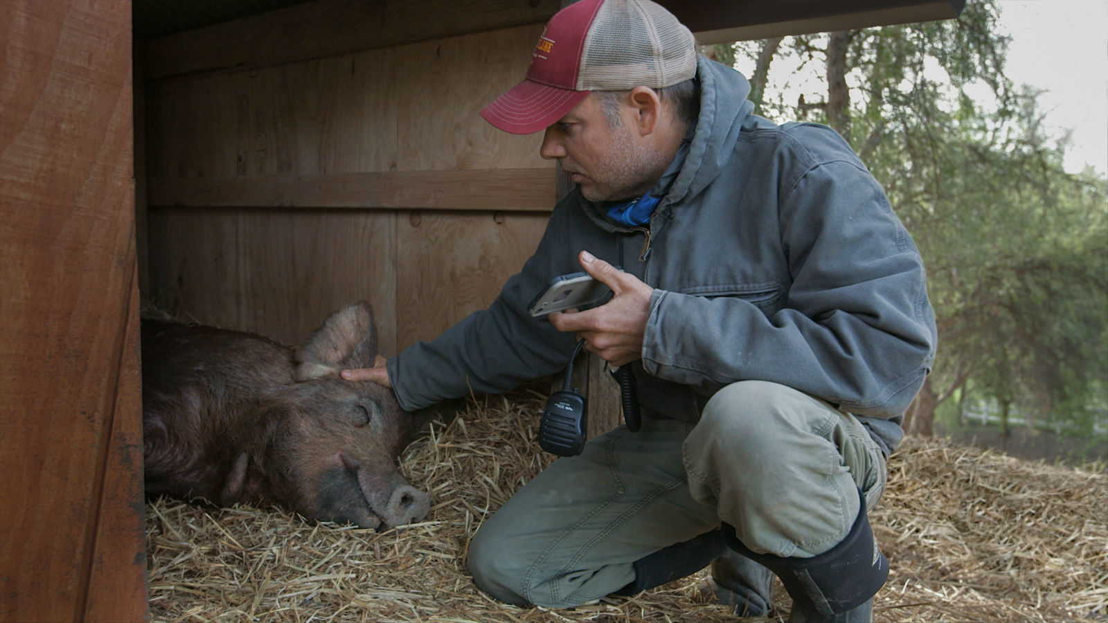 Filmmaker John Chester with Emma the pig.