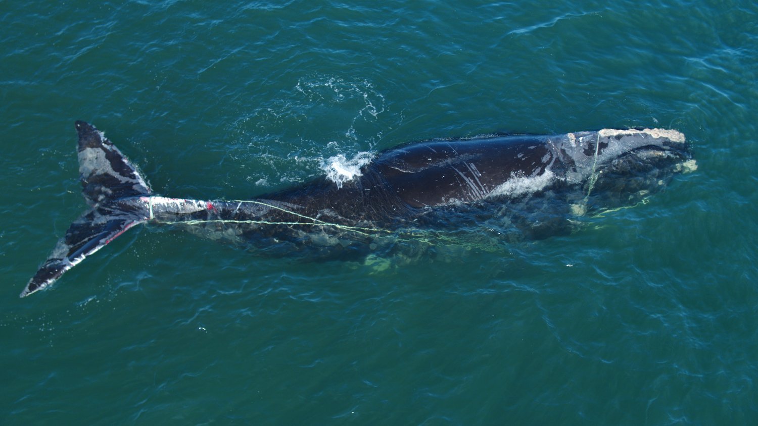 Original-Cin Interview: Nadine Pequeneza on Last of the Right Whales and Filming Death in the Water