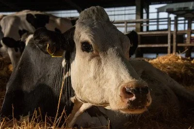 Cow: The New Milk Cow Blues