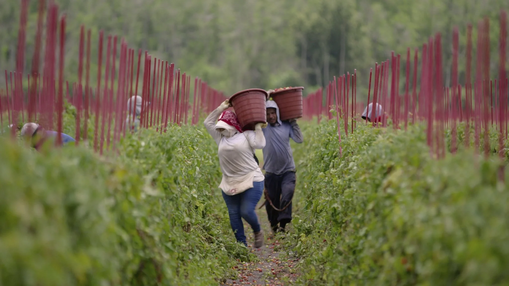 Food, Inc. 2: You Are What You Eat (Gulp) in This Must-See Sequel