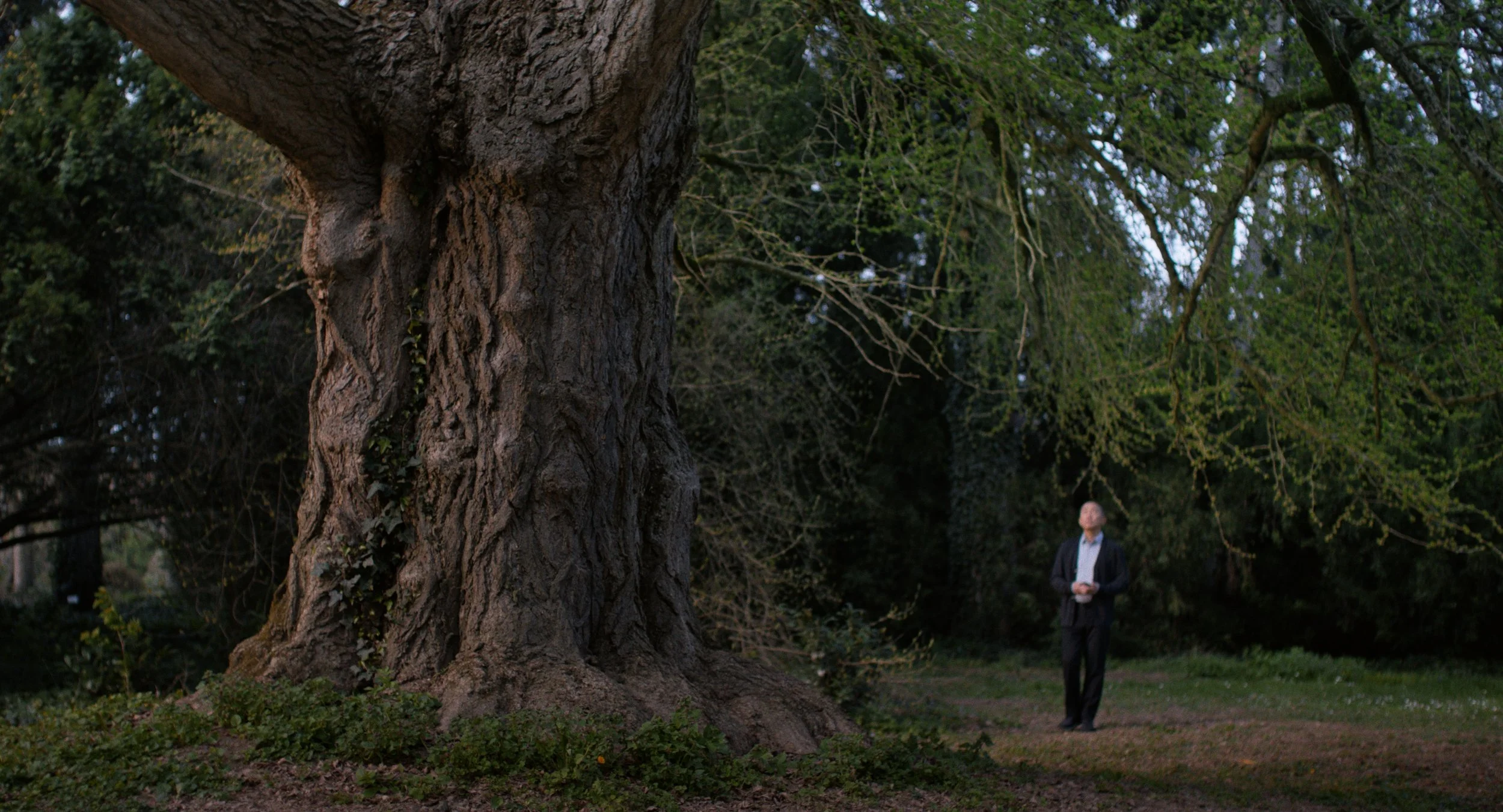 Silent Friend: Beautifully Shot Time-Travelling Drama Connects Eras and Imaginations