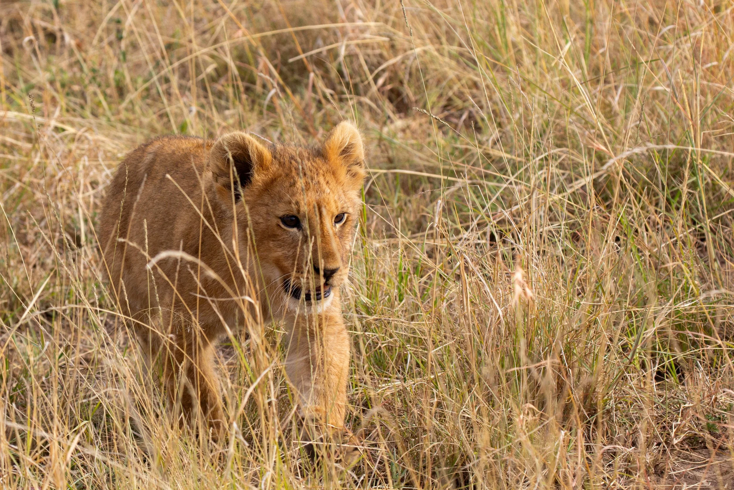 Lion: Docuseries Tracking Lion Cub’s Ascent to Adulthood Paws Its Way into Hearts 
